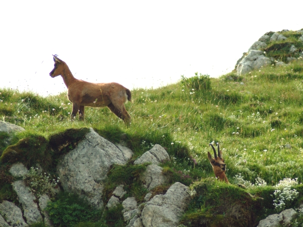 Camoscio d''Abruzzo Rupicapra pyrenaica ornata